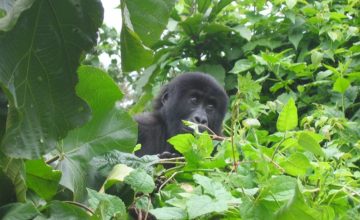 #WorldGorillaDay State of the Apes: Extractive Industries and Ape Conservation