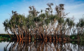 HOW LEVIN SOURCES IS REMEDIATING ITS HISTORICAL CARBON DEBT – AND CAN HELP WITH YOURS