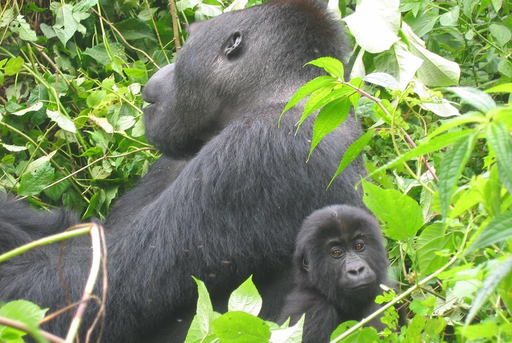 Adult and young mountain gorillas in the Democratic Republic of the Congo. Photo: Levin Sources/Estelle Levin-Nally