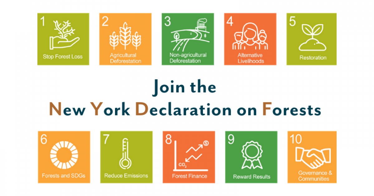 Taking action for forests with the New York Declaration on Forests