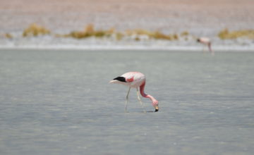 White paper: Lithium mining in the High Puna of the Andes